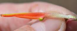 Image of longleaf Indian paintbrush