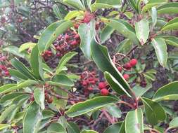 Image of Greek Strawberry-tree