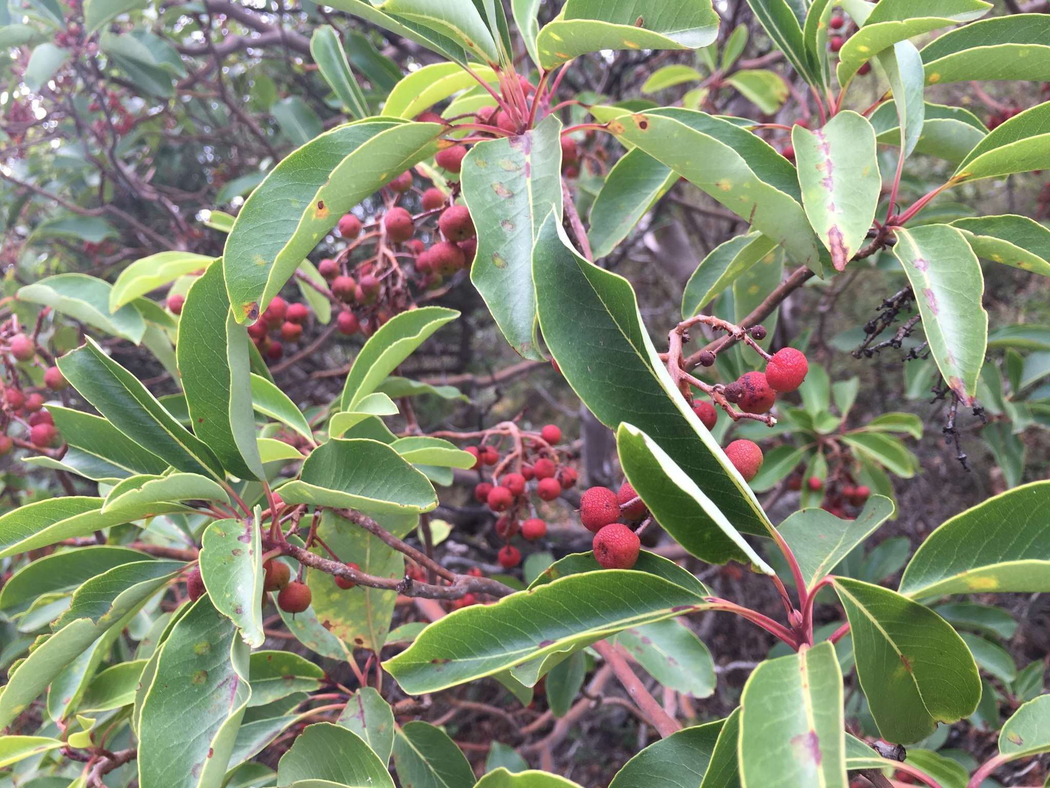 Image of Greek Strawberry-tree