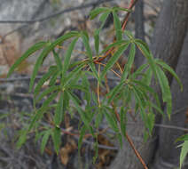 Image of Cochlospermum gillivraei subsp. gregorii