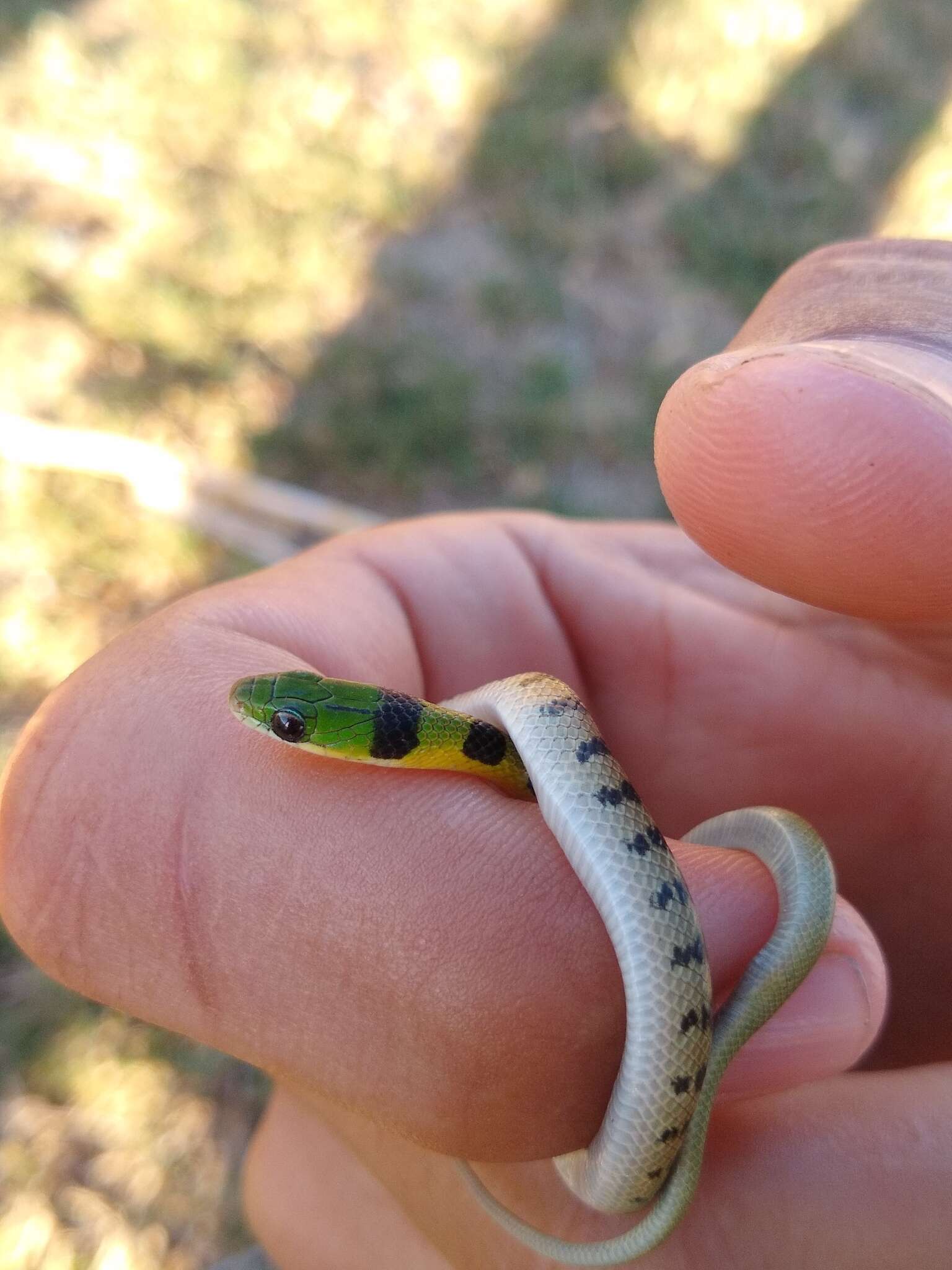 Image of Crown Ground Snake