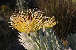 Image of Silver-leaf wheel pincushion