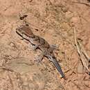 Image of Clouded Bent-toed Gecko