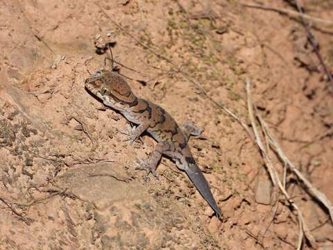 Слика од Cyrtodactylus nebulosus (Beddome 1870)