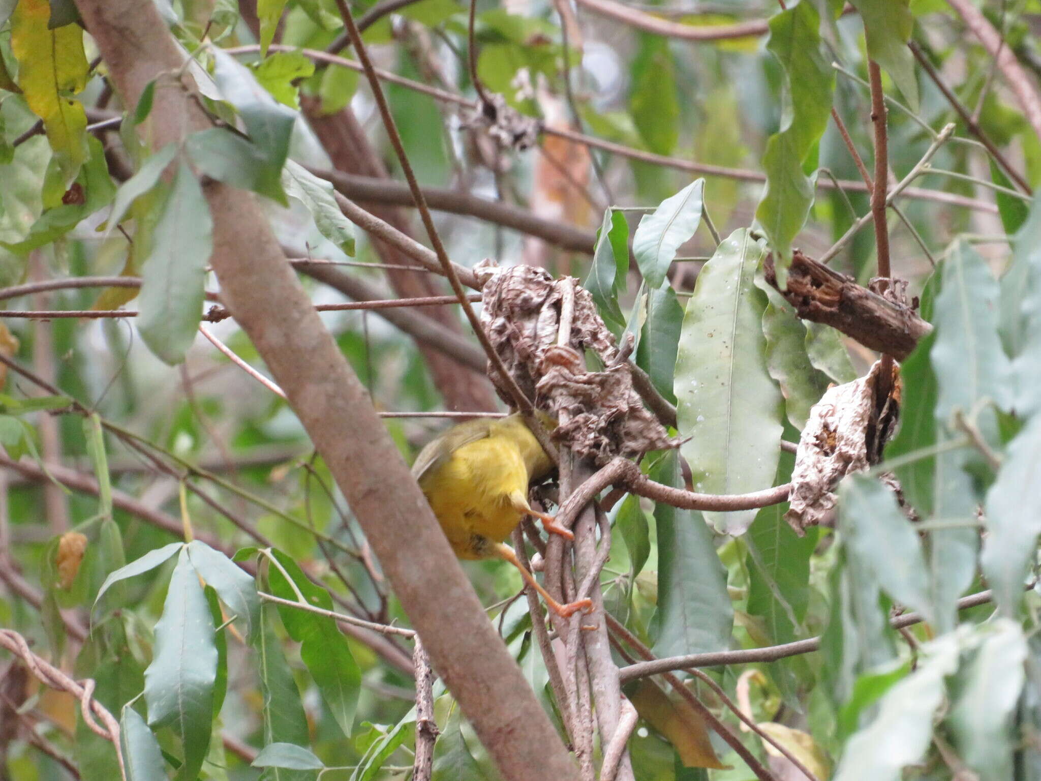 Image of Two-banded Warbler