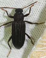 Image of Darkling beetle