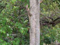 Image of Frilled Lizard