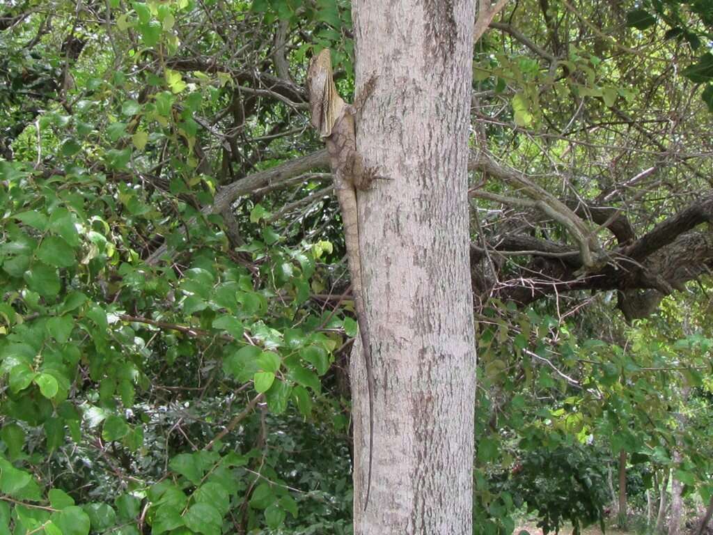 Image of Frilled Lizard