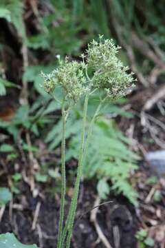 Image of Micranthes manchuriensis (Engl.) Gornall & H. Ohba