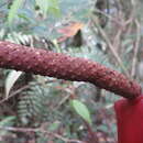Image of Anthurium yarumalense Engl.