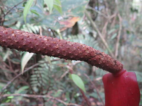 Image of Anthurium yarumalense Engl.