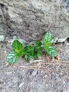 Image of Carmel ceanothus