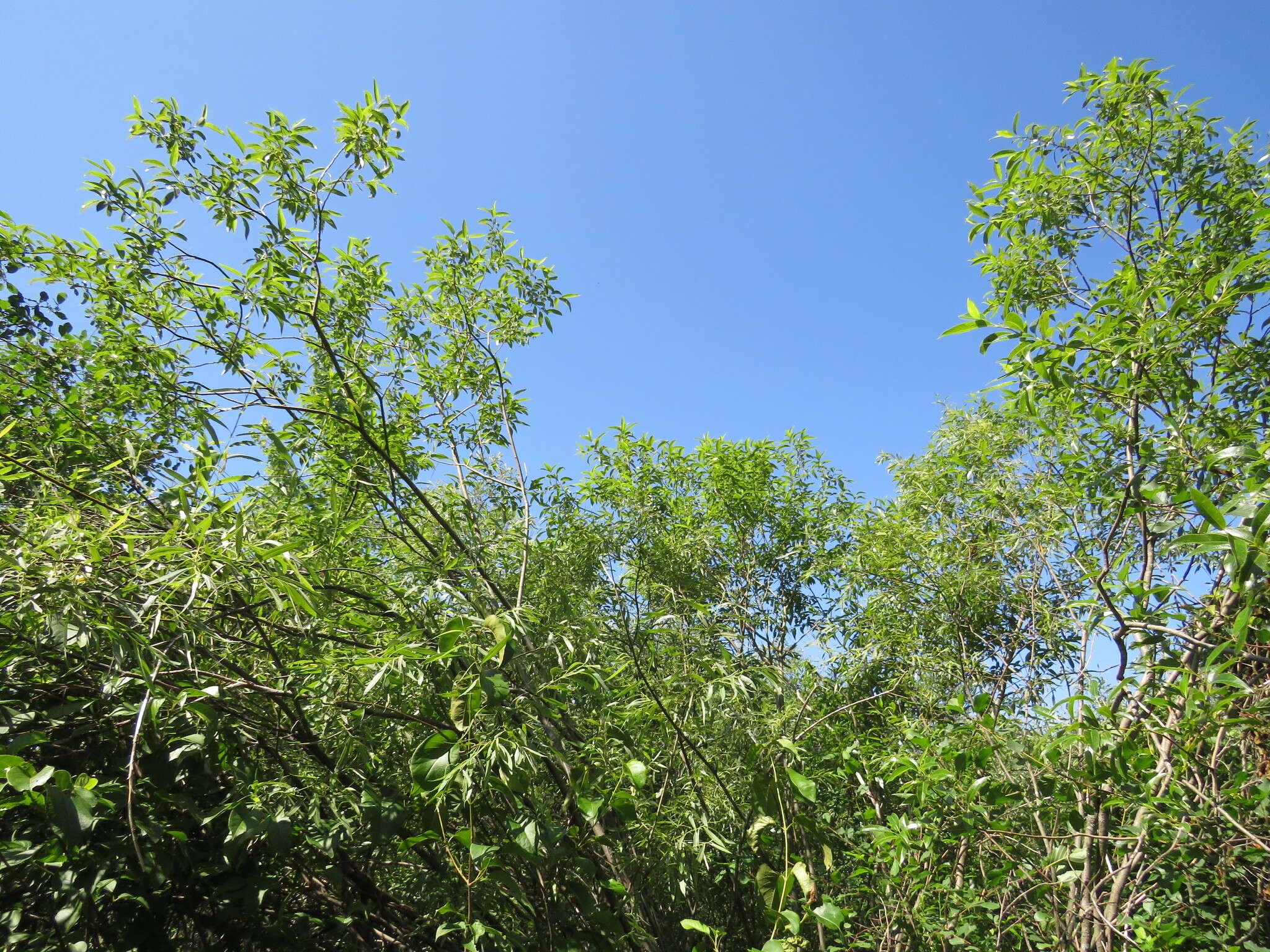 Image of Autumn Willow