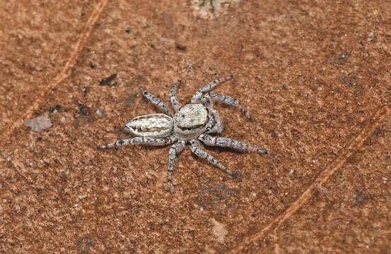 Image of Pelegrina tillandsiae (Kaston 1973)