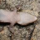 Image of Tsodilo Thick-toed Gecko