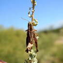 Image of Dichroplus vittatus Bruner & L. 1900