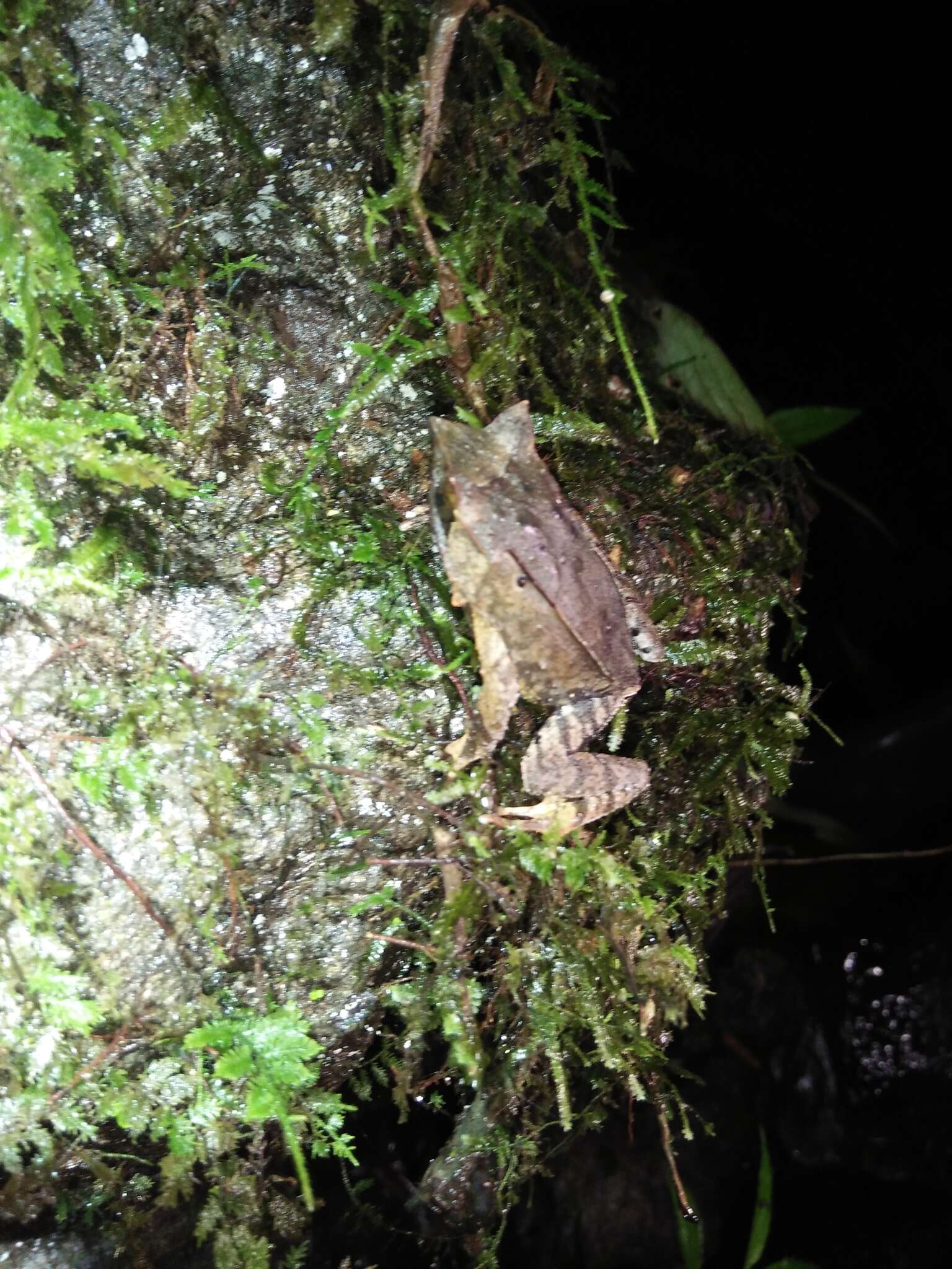 Image of Horned Frog