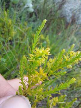 Image of Thesium cupressoides A. W. Hill