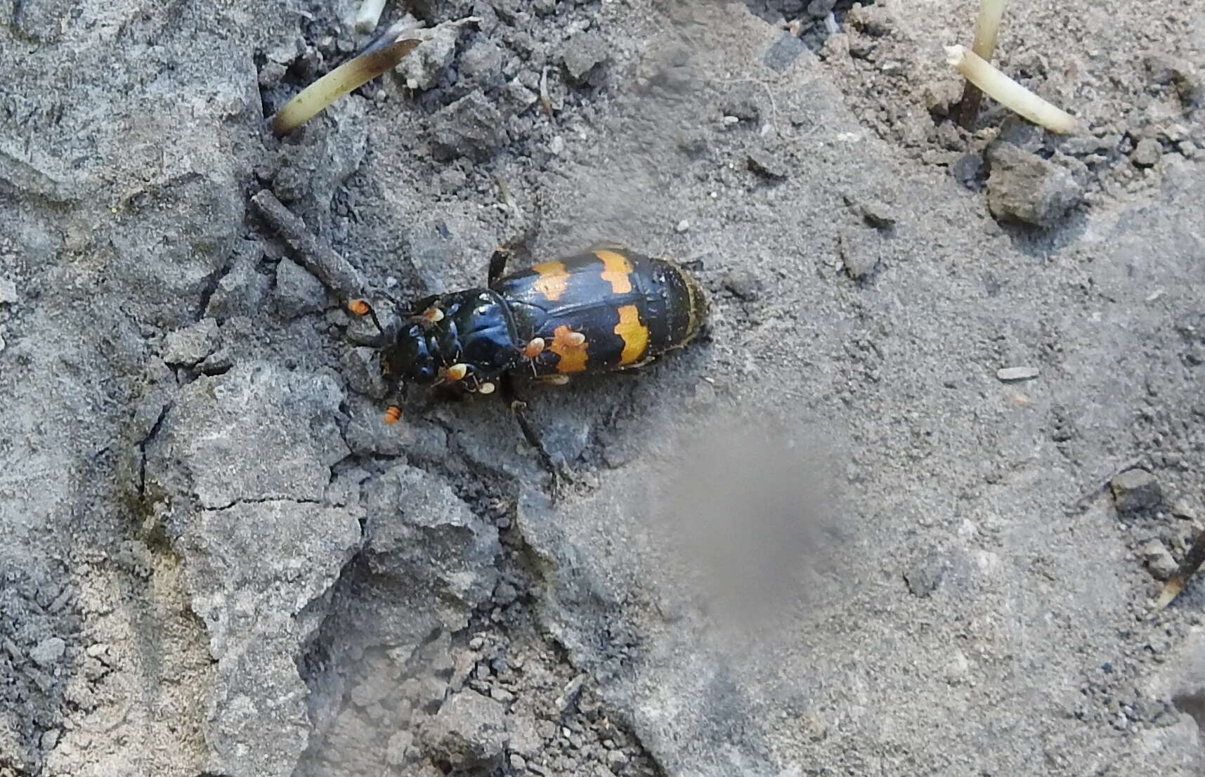 Image of Nicrophorus (Nicrophorus) interruptus (Stephens 1830)