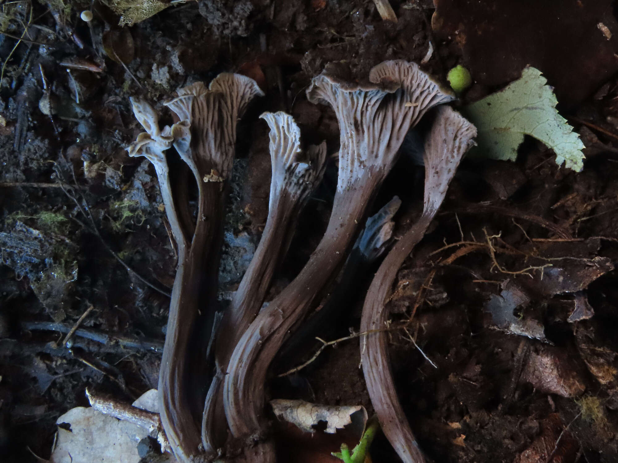 Image of Cantharellus cinereus (Pers.) Fr. 1821