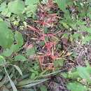 Image of Tillandsia gymnobotrya Baker