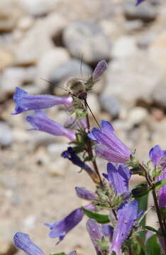 Image of low beardtongue