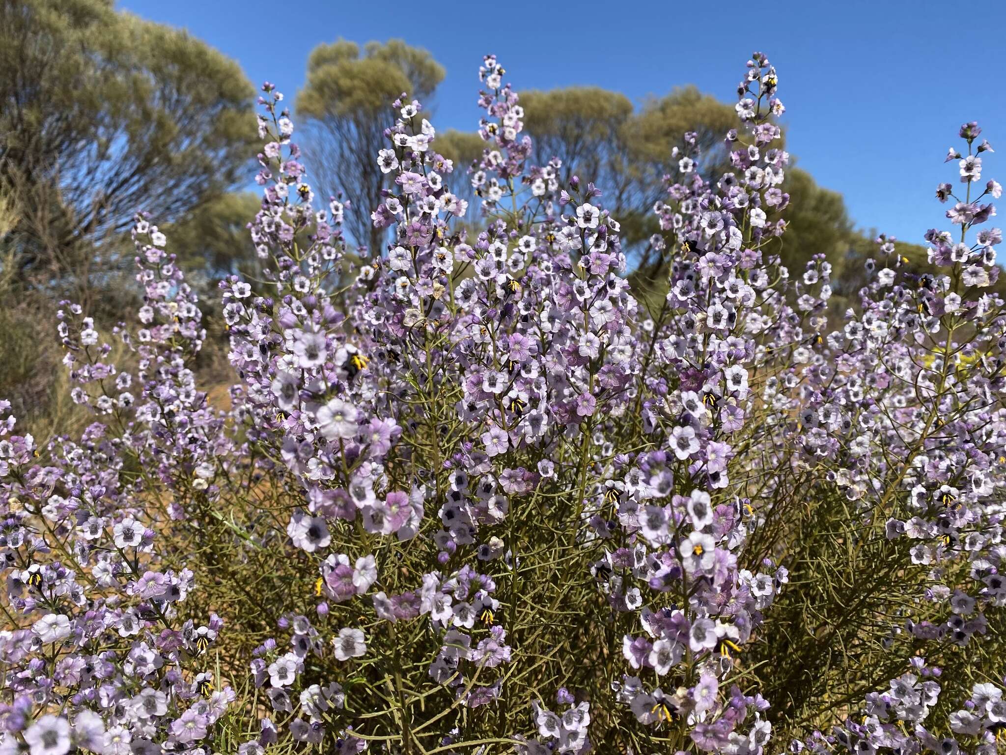 Image of Cyanostegia