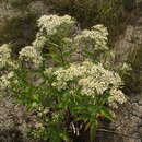 Image of Aster glehnii