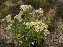 Image of Aster glehnii