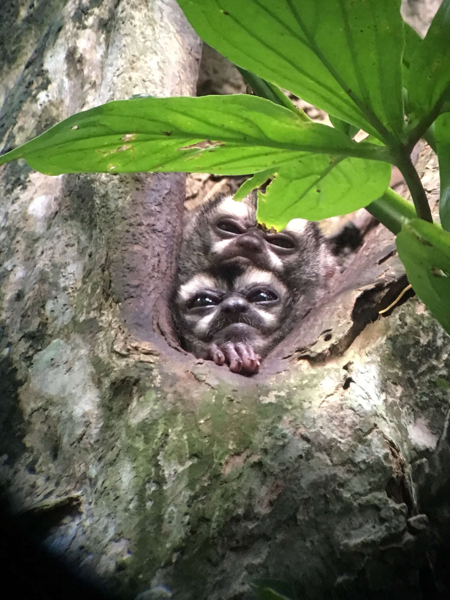 Image of Panamanian Night Monkey