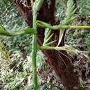 Image of Pseudalcantarea macropetala (Wawra) Pinzón & Barfuss