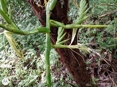 Image of Pseudalcantarea macropetala (Wawra) Pinzón & Barfuss