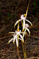 Image of Caladenia nobilis Hopper & A. P. Br.