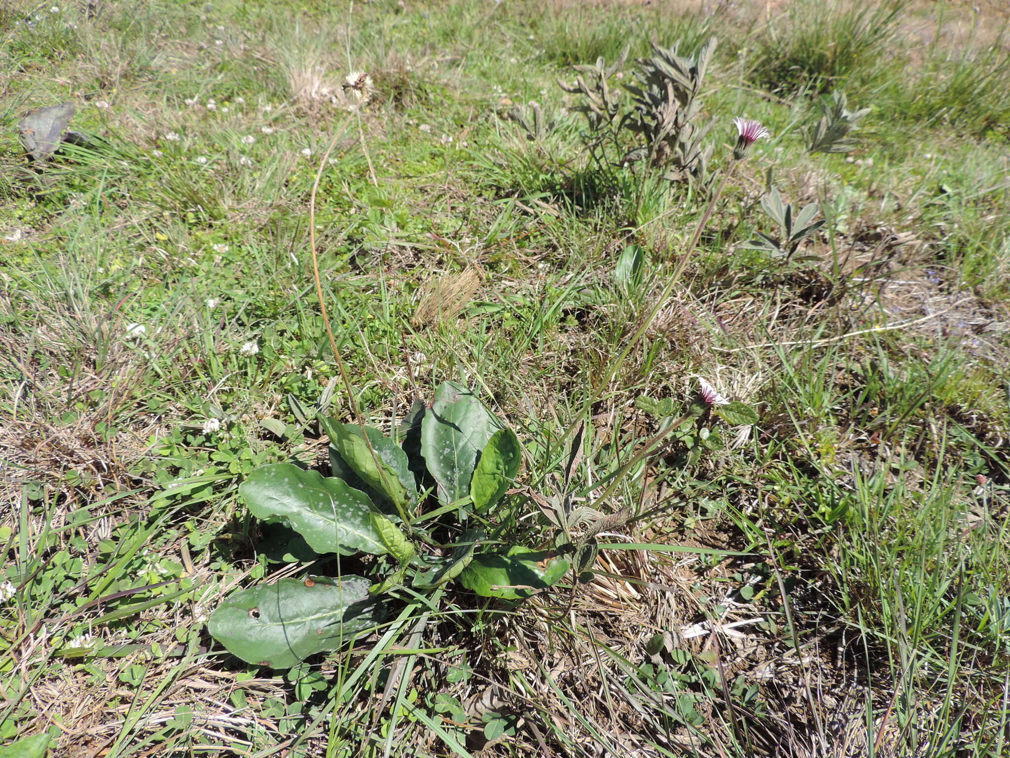 Image of Gerbera viridifolia (DC.) Sch. Bip.