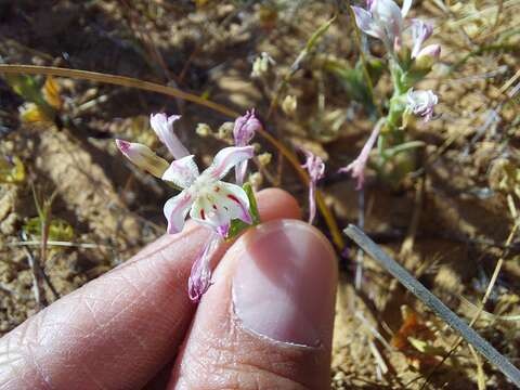 Image of Lapeirousia divaricata Baker