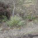 Image of Yucca glauca var. glauca