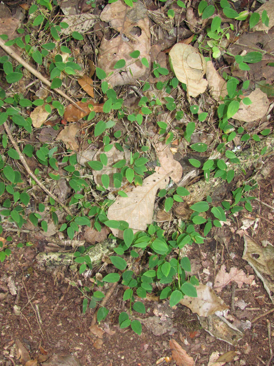 Image of Zeugites americanus Willd.