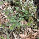 صورة Galium orizabense subsp. laevicaule (Weath. & Blake) Dempster