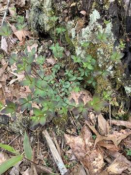 Plancia ëd Galium orizabense Hemsl.