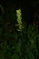 Image of Habenaria parviflora Lindl.