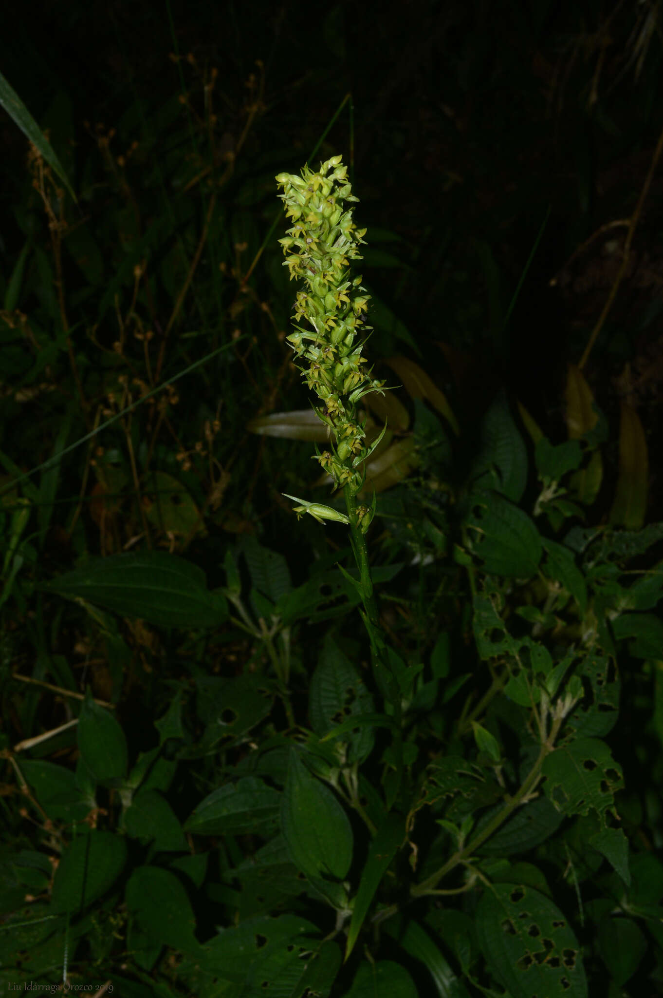Image of Habenaria parviflora Lindl.