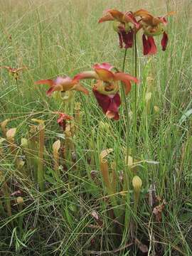 Image of sweet pitcherplant