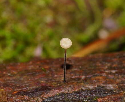 Image of Marasmius alveolaris Cleland 1927