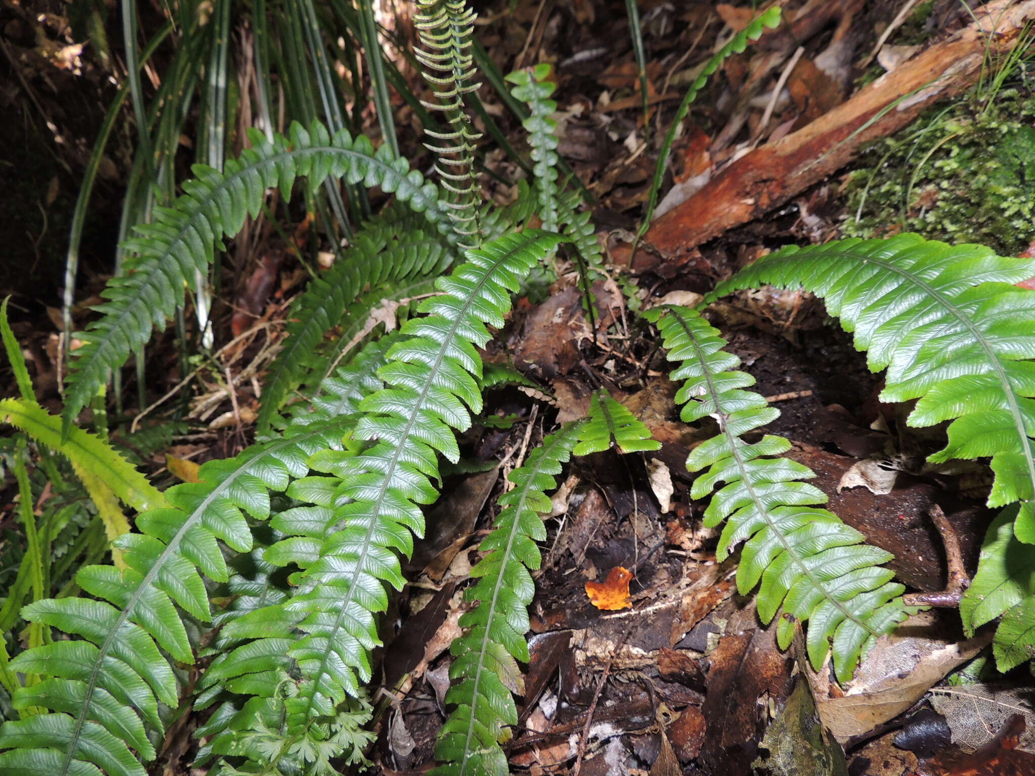 Image of Austroblechnum lanceolatum (R. Br.) Gasper & V. A. O. Dittrich