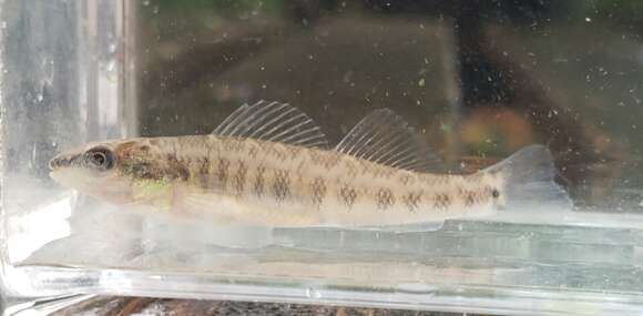 Image of River Darter