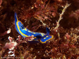 Image of double-lined sea slug