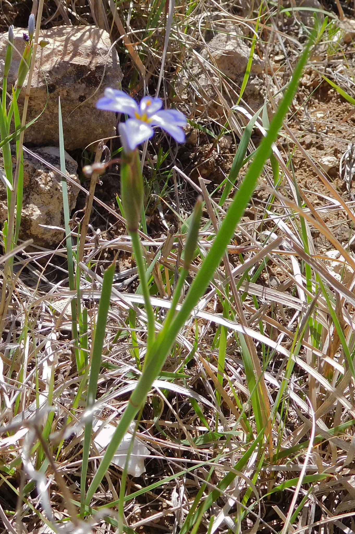 Sisyrinchium ensigerum E. P. Bicknell的圖片