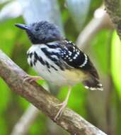 Image of Spot-backed Antbird