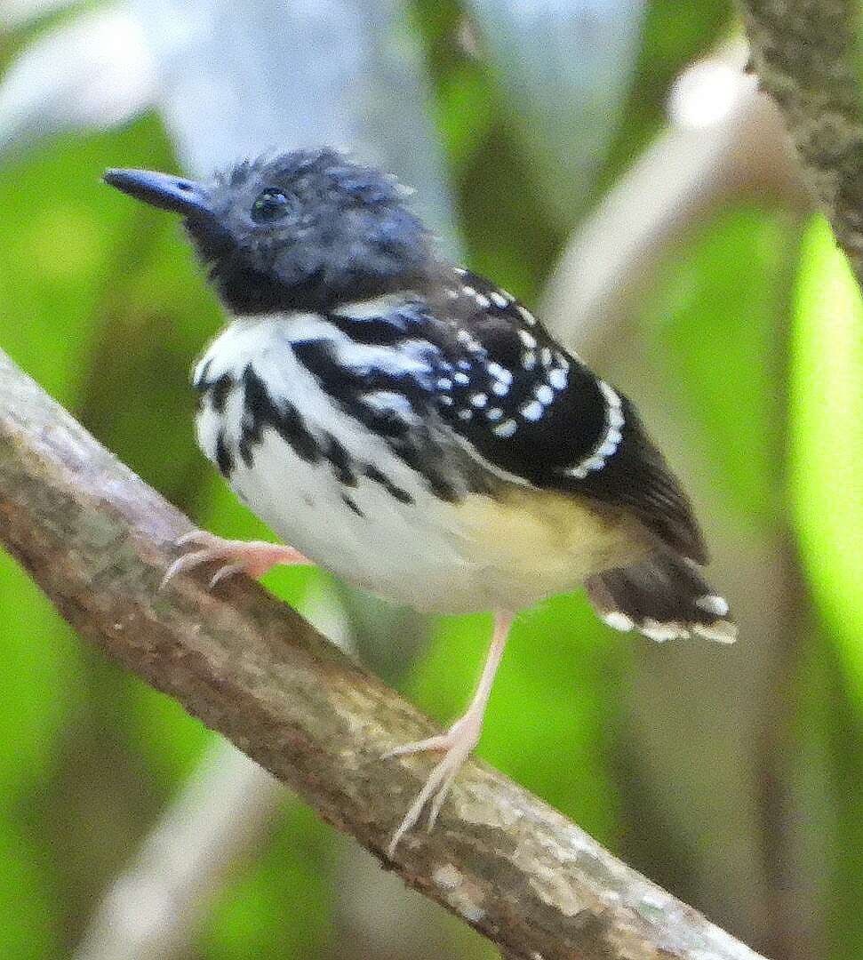 Image of Spot-backed Antbird