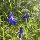 Imagem de Delphinium patens subsp. patens